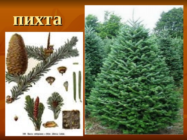 пихта 