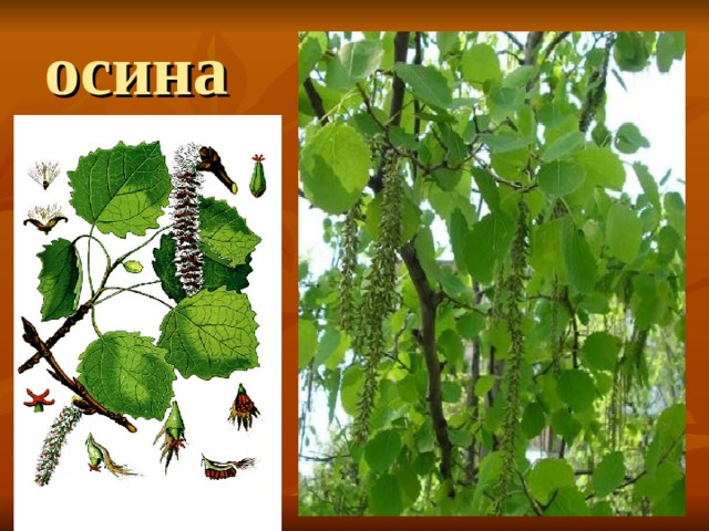 осина 