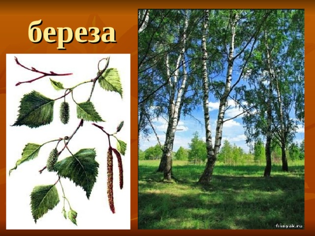 береза 