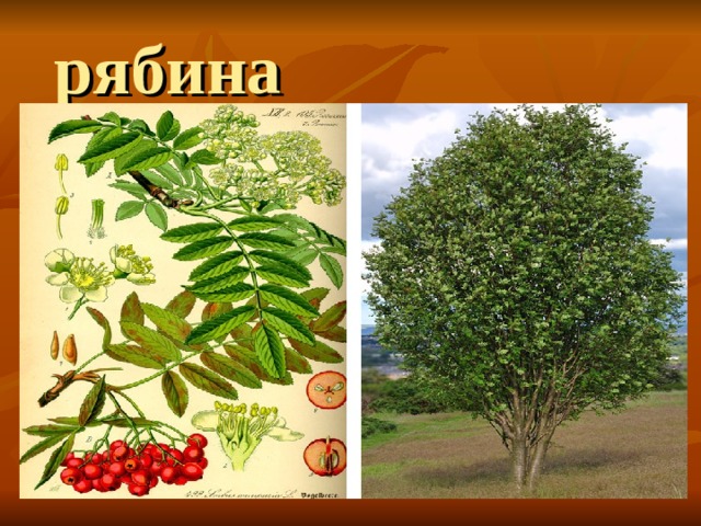 рябина 
