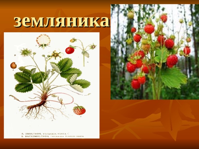 земляника 