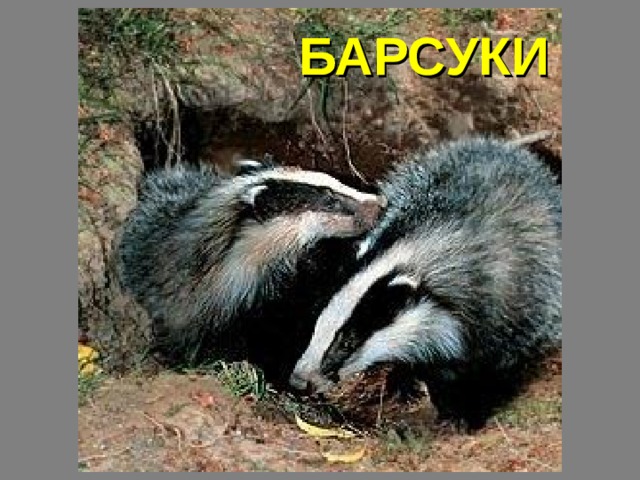 БАРСУКИ 