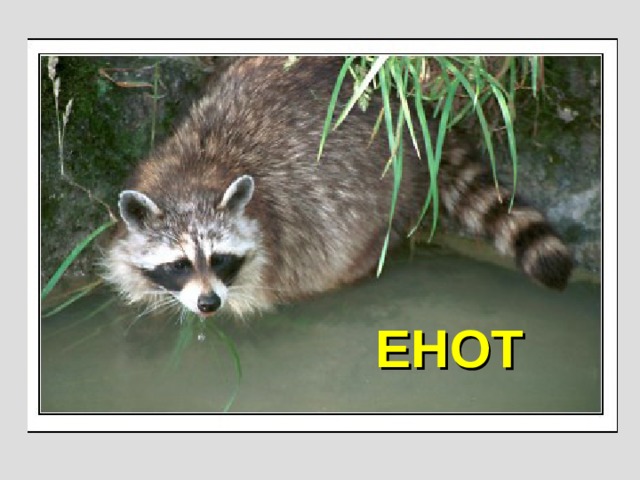 ЕНОТ 