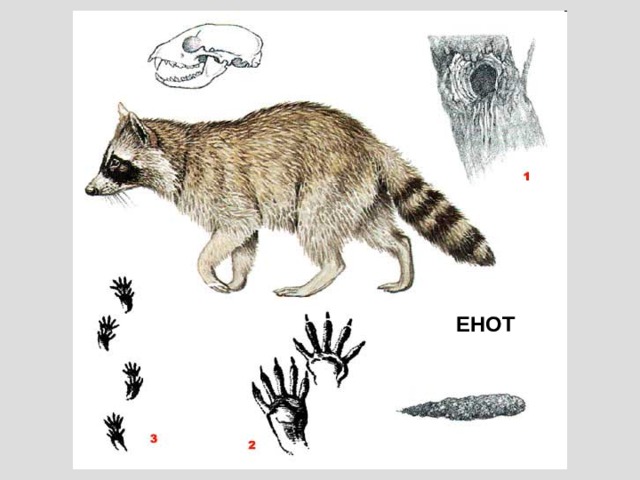 ЕНОТ 