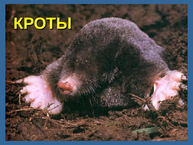КРОТЫ 