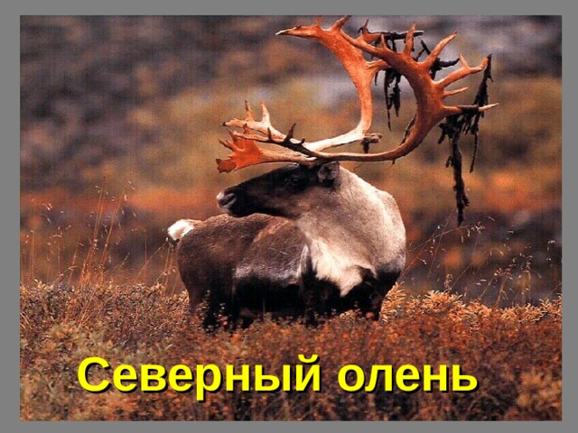 Северный олень 