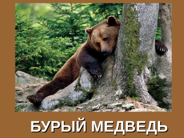 БУРЫЙ МЕДВЕДЬ 