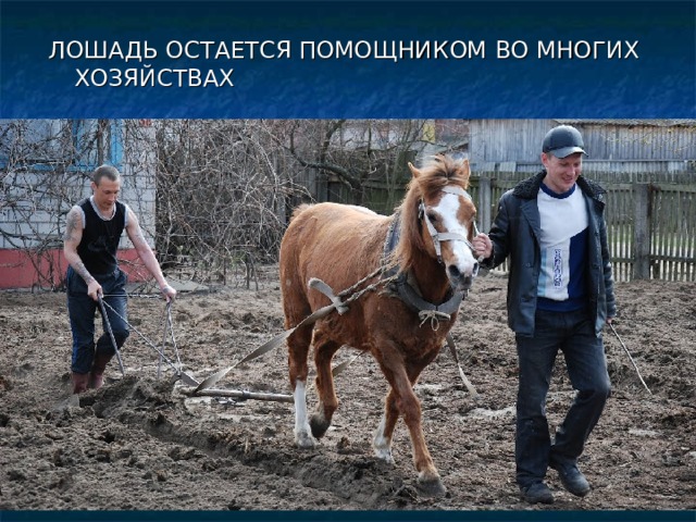 ЛОШАДЬ ОСТАЕТСЯ ПОМОЩНИКОМ ВО МНОГИХ ХОЗЯЙСТВАХ 