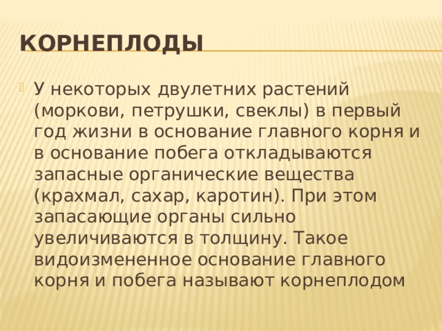 Корнеплоды У некоторых двулетних растений (моркови, петрушки, свеклы) в первый год жизни в основание главного корня и в основание побега откладываются запасные органические вещества (крахмал, сахар, каротин). При этом запасающие органы сильно увеличиваются в толщину. Такое видоизмененное основание главного корня и побега называют корнеплодом 
