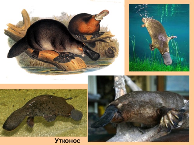 Утконос 