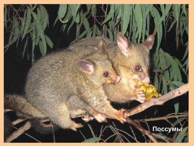 Поссумы 