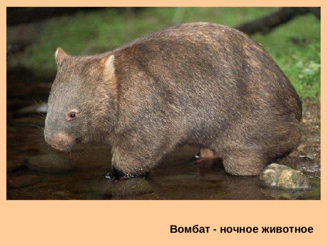 Вомбат - ночное животное 