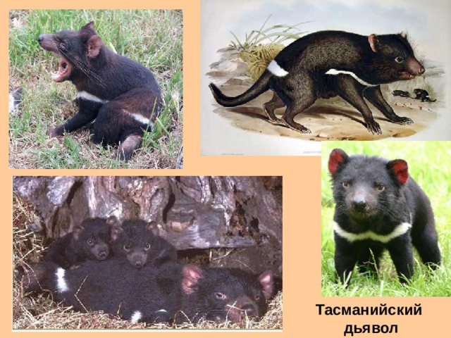 Тасманийский дьявол 