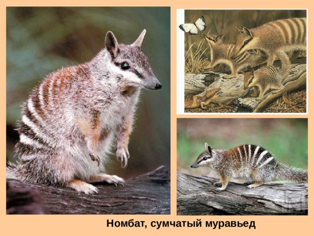 Номбат, сумчатый муравьед 