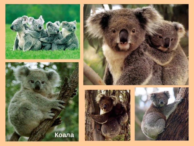 Коала 