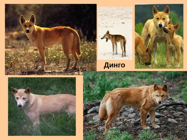 Динго 