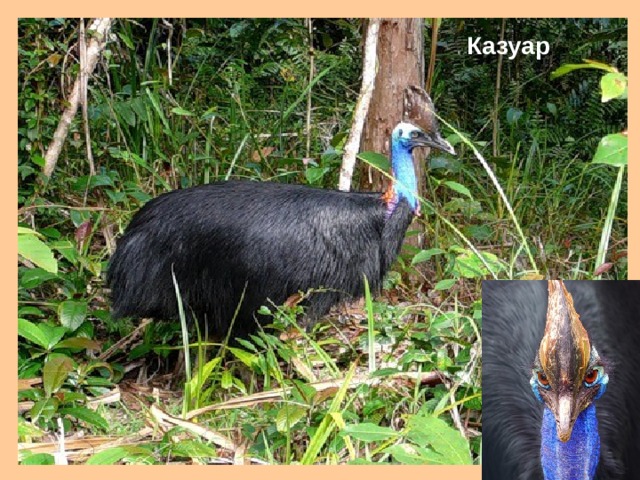 Казуар 