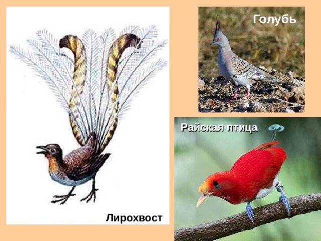 Голубь Райская птица Лирохвост 