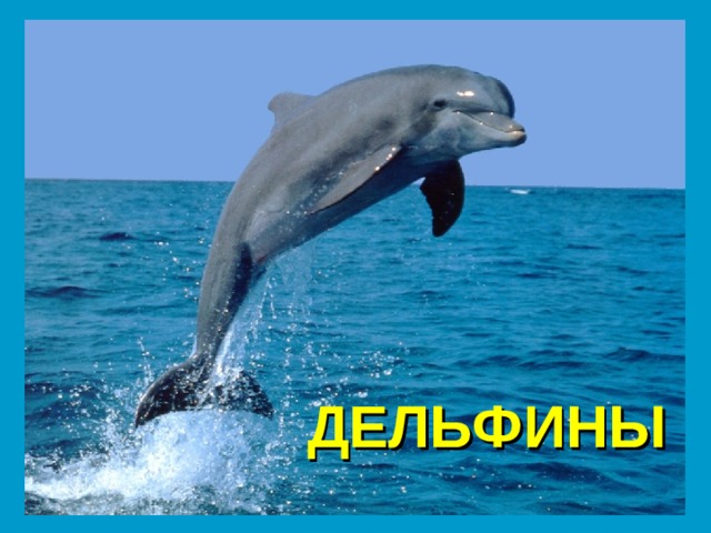 ДЕЛЬФИНЫ 