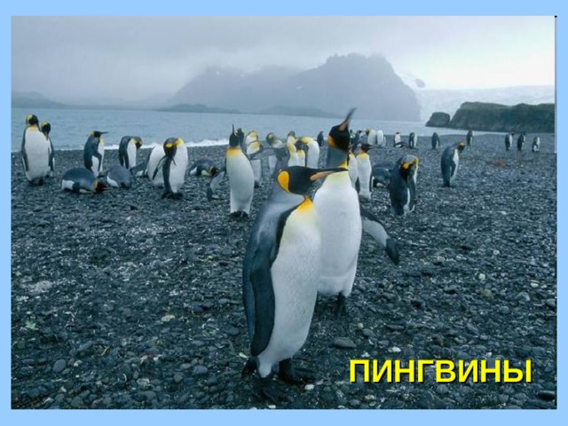 ПИНГВИНЫ 