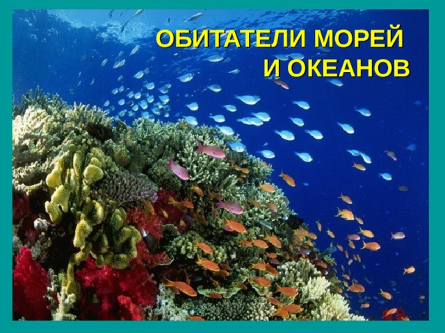 ОБИТАТЕЛИ МОРЕЙ И ОКЕАНОВ 