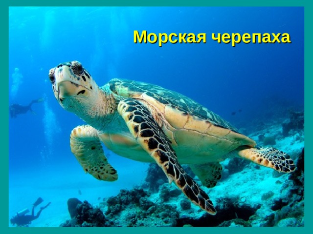 Морская черепаха 