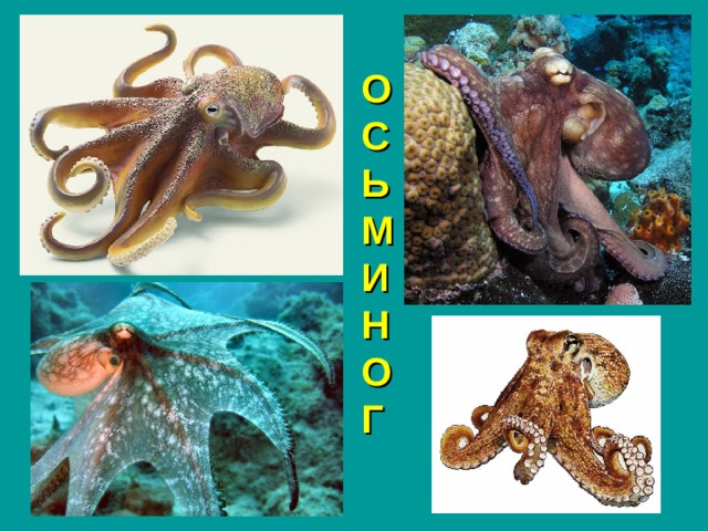 О С Ь М И Н О Г 