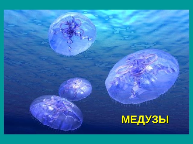 МЕДУЗЫ 