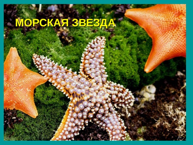 МОРСКАЯ ЗВЕЗДА 