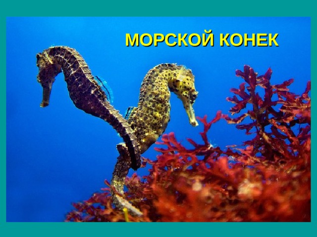 МОРСКОЙ КОНЕК 