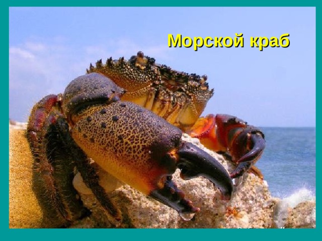 Морской краб 