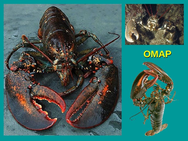 ОМАР 