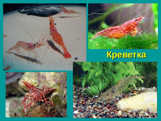 Креветка 