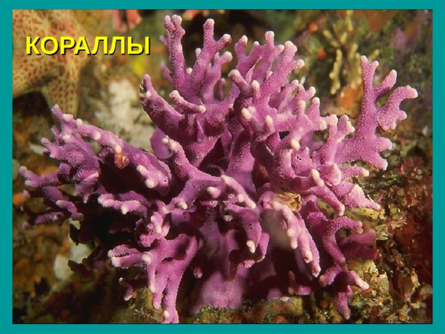 КОРАЛЛЫ 