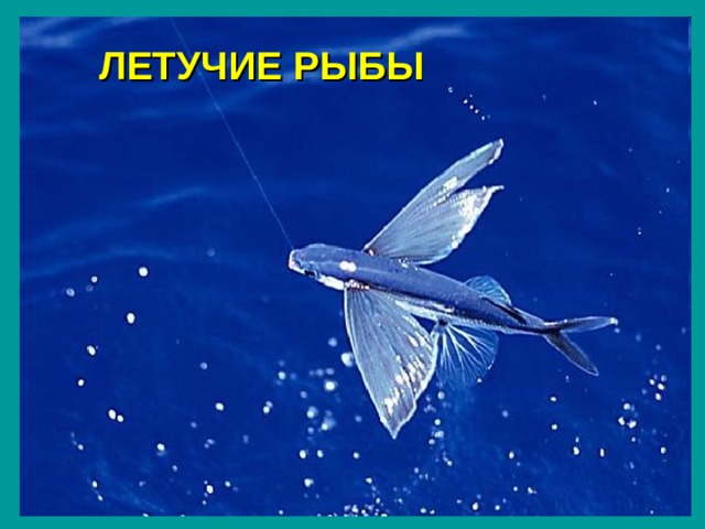 ЛЕТУЧИЕ РЫБЫ 