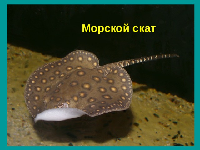 Морской скат 