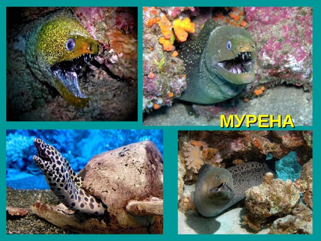 МУРЕНА 