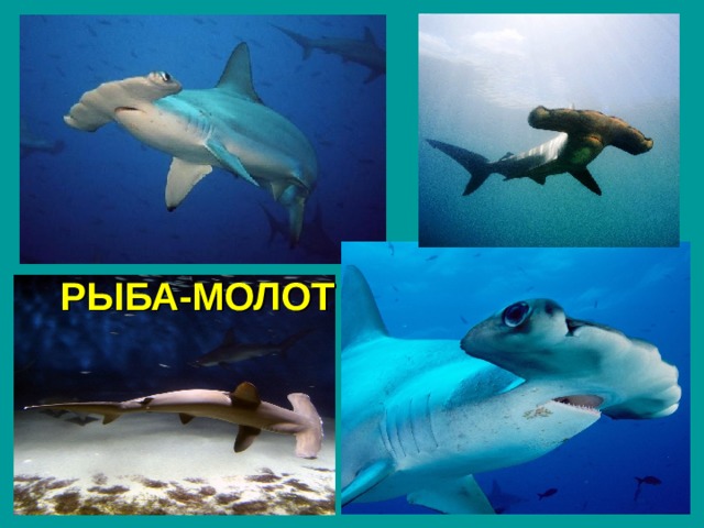 РЫБА-МОЛОТ 
