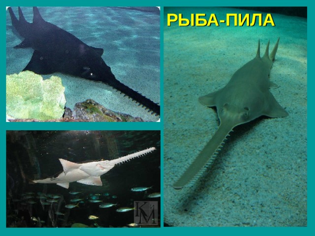 РЫБА-ПИЛА 