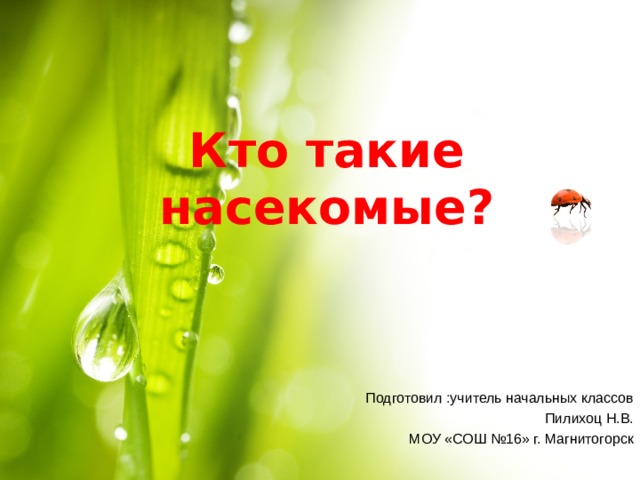 Кто такие насекомые ? Подготовил : учитель начальных классов  Пилихоц Н.В. МОУ «СОШ №16» г. Магнитогорск 