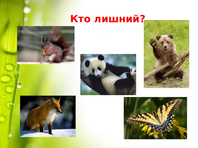 Кто лишний ? 
