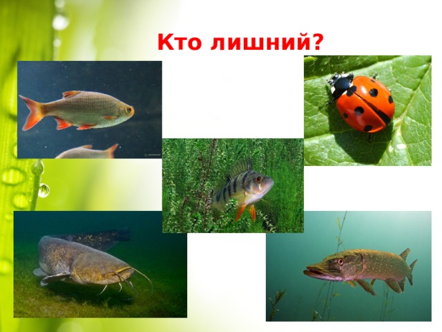 Кто лишний ? 