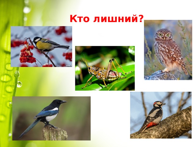 Кто лишний ? 
