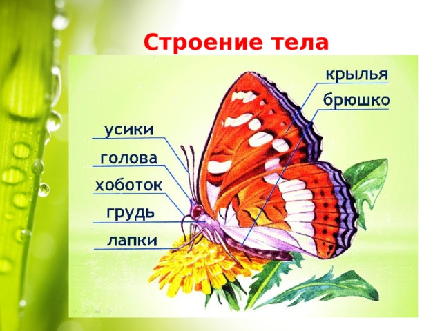 Строение тела 