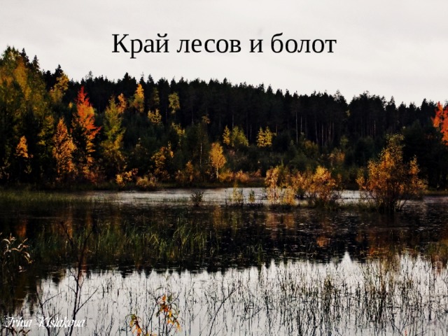 Край лесов и болот 