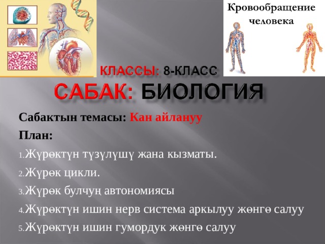 Сабактын темасы: Кан айлануу План: Ж үрөктүн түзүлүшү жана кызматы. Жүрөк цикли. Жүрөк булчуң автономиясы Жүрөктүн ишин нерв система аркылуу жөнгө салуу Жүрөктүн ишин гумордук жөнгө салуу 