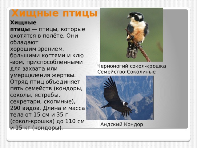 Хищные птицы Хищные птицы  — птицы, которые охотятся в полёте. Они обладают хорошим зрением, большими когтями и клю-вом, приспособленными для захвата или умерщвления жертвы. Отряд птиц объединяет пять семейств (кондоры, соколы, ястребы, секретари, скопиные), 290 видов. Длина и масса тела от 15 см и 35 г (сокол-крошка) до 110 см и 15 кг (кондоры). Черноногий сокол-крошка Семейство: Соколиные Андский Кондор 