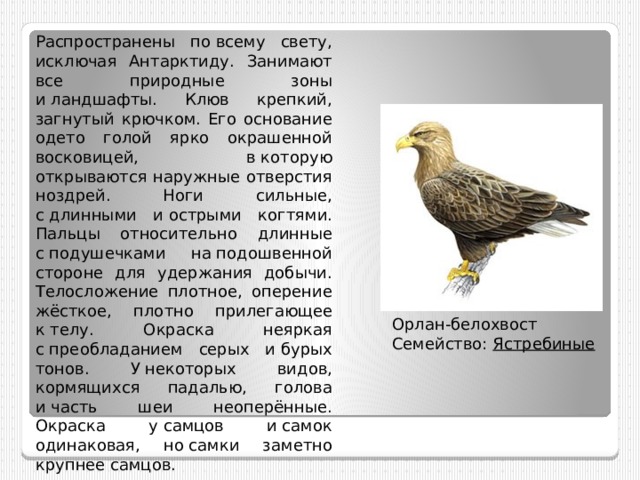 Распространены по всему свету, исключая Антарктиду. Занимают все природные зоны и ландшафты. Клюв крепкий, загнутый крючком. Его основание одето голой ярко окрашенной восковицей, в которую открываются наружные отверстия ноздрей. Ноги сильные, с длинными и острыми когтями. Пальцы относительно длинные с подушечками на подошвенной стороне для удержания добычи. Телосложение плотное, оперение жёсткое, плотно прилегающее к телу. Окраска неяркая с преобладанием серых и бурых тонов. У некоторых видов, кормящихся падалью, голова и часть шеи неоперённые. Окраска у самцов и самок одинаковая, но самки заметно крупнее самцов. Орлан-белохвост Семейство: Ястребиные 