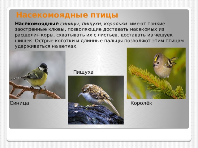 Насекомоядные птицы Насекомоядные  синицы, пищухи, корольки  имеют тонкие заостренные клювы, позволяющие доставать насекомых из расщелин коры, схватывать их с листьев, доставать из чешуек шишек. Острые коготки и длинные пальцы позволяют этим птицам удерживаться на ветках. Пищуха Синица Королёк 