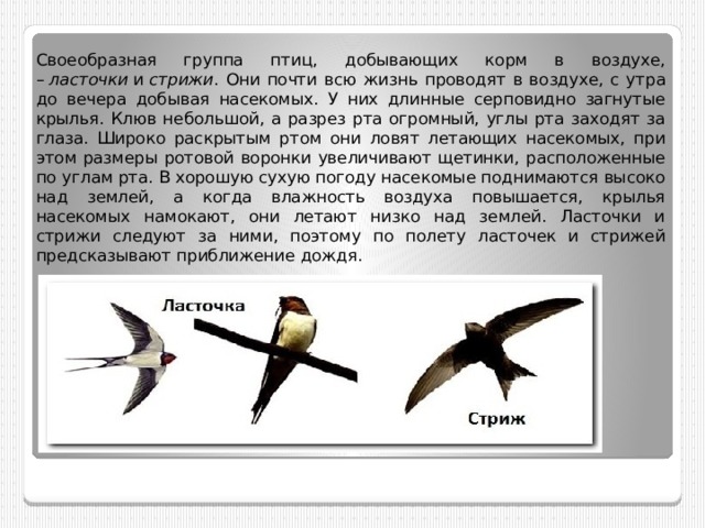 Своеобразная группа птиц, добывающих корм в воздухе, –  ласточки  и  стрижи . Они почти всю жизнь проводят в воздухе, с утра до вечера добывая насекомых. У них длинные серповидно загнутые крылья. Клюв небольшой, а разрез рта огромный, углы рта заходят за глаза. Широко раскрытым ртом они ловят летающих насекомых, при этом размеры ротовой воронки увеличивают щетинки, расположенные по углам рта. В хорошую сухую погоду насекомые поднимаются высоко над землей, а когда влажность воздуха повышается, крылья насекомых намокают, они летают низко над землей. Ласточки и стрижи следуют за ними, поэтому по полету ласточек и стрижей предсказывают приближение дождя. 